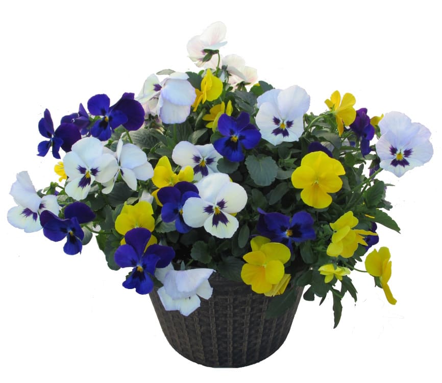 Pansy Springtime mix
