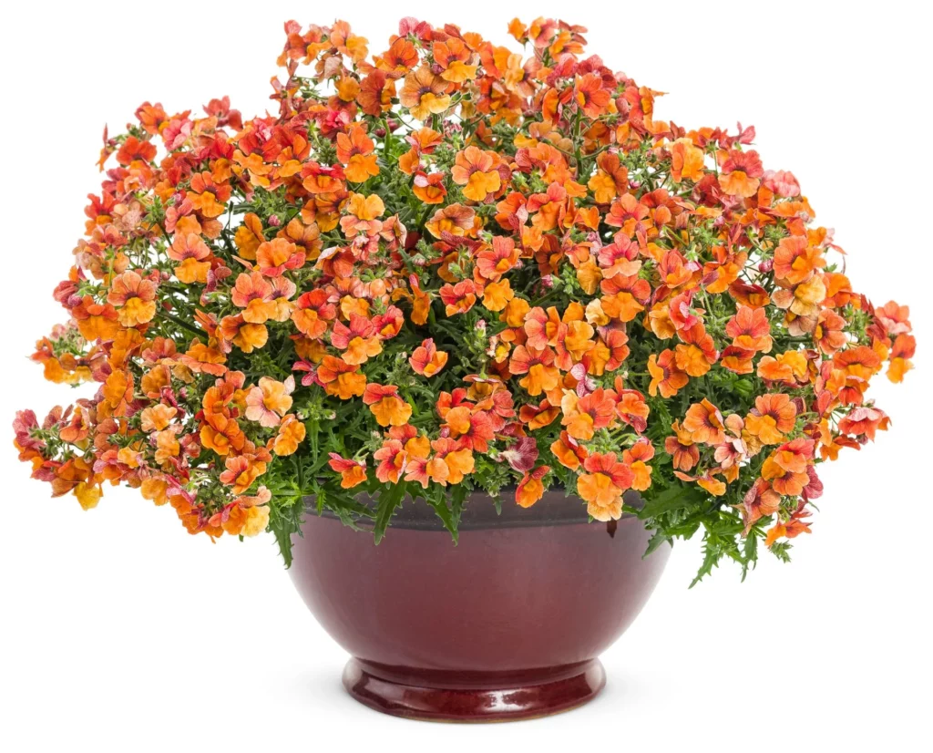 orange flowers of nemesia Sunsatia Orange