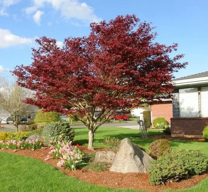Bloodgood Japanese Maple tree for sale near me in Lebanon PA.