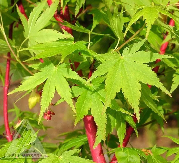 Chartreuse leaves of Coral Bark Japanese Maple tree for sale near me in Lebanon PA.