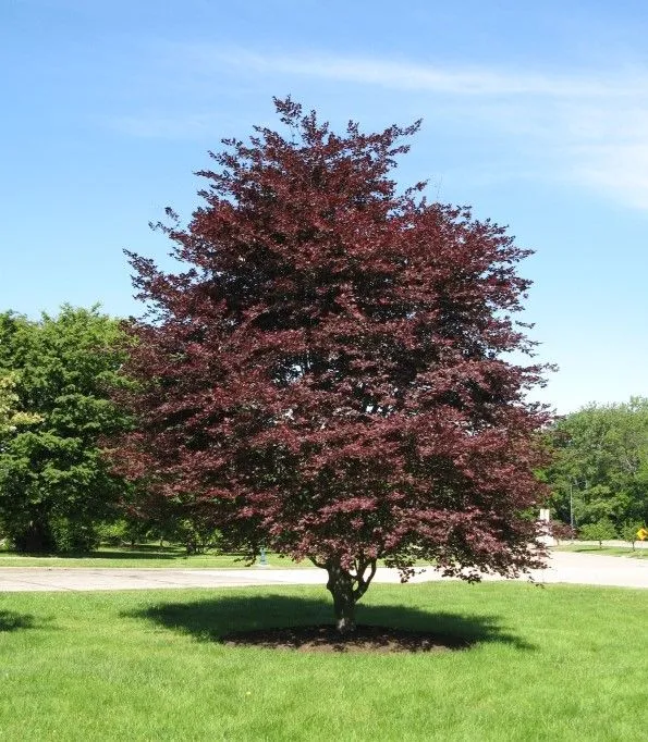 Tricolor Beech tree for sale near me in Lebanon PA.