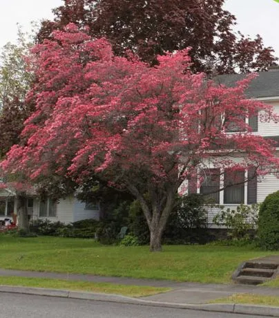 Pink flowers of Pink Native Dogwood tree for sale near me in Lebanon PA.