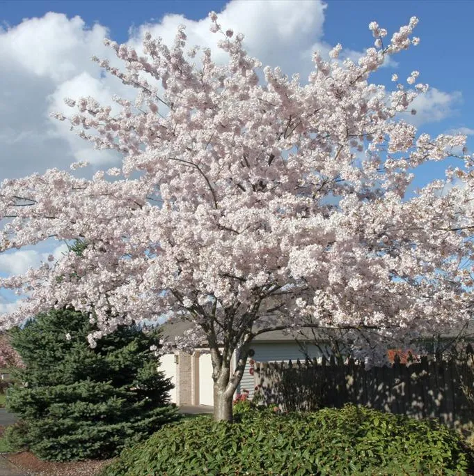 Flowers of Yoshino Flowering Cherry tree for sale near me in Lebanon PA.
