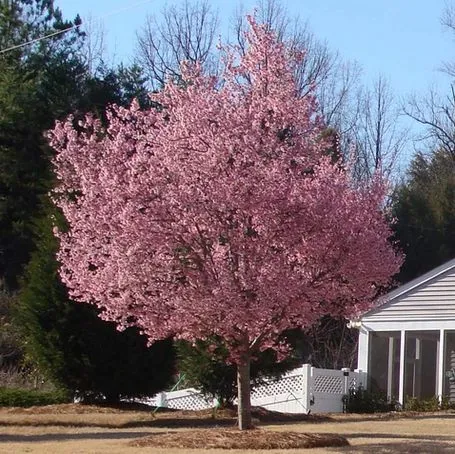 Flowers of Okame Flowering Cherry tree for sale near me in Lebanon PA.