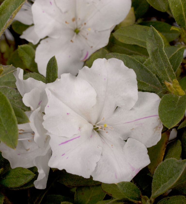 Autumn Lily Encore Azalea plant
