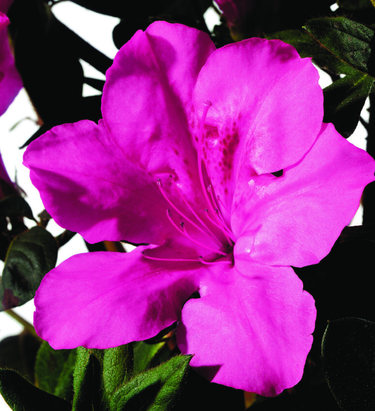 Autumn Sangria Encore Azalea Plant