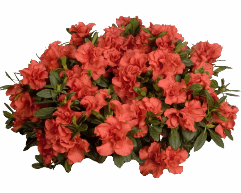 Autumn Sunset Encore Azalea Plant - Nolt's Garden Center