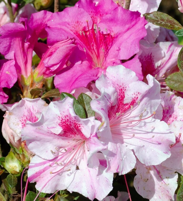 Autumn Twist Encore Azalea