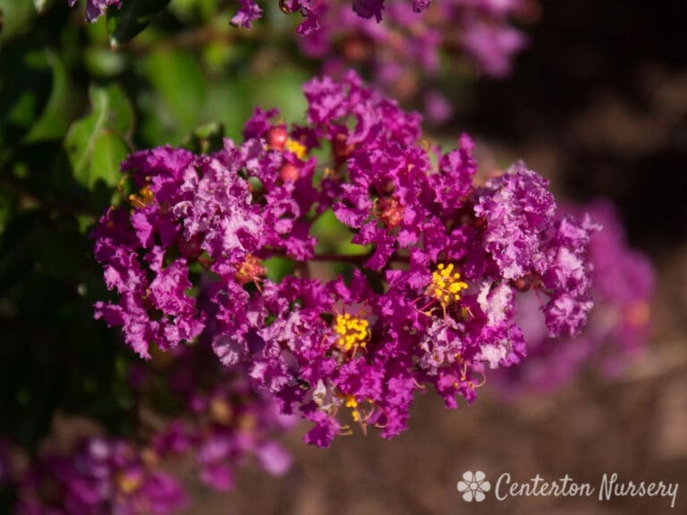 Bellini Grape Dwarf Crapemyrtle Plant