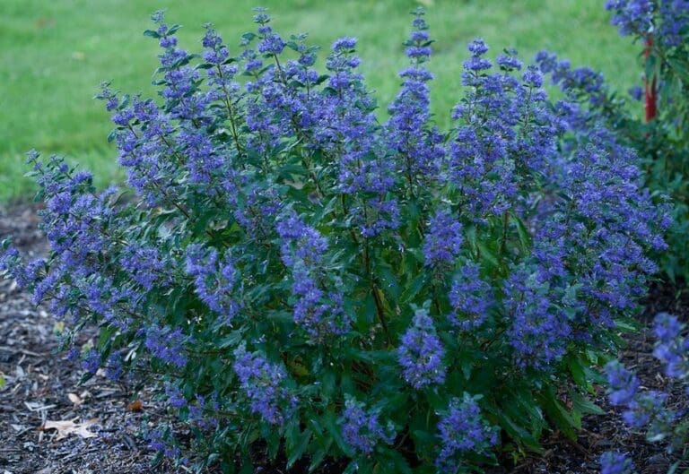 Caryopteris Beyond Midnight Bluebeard
