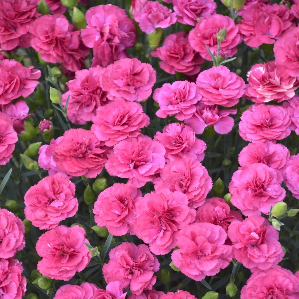 Bright pink flowers of Double Bubble Dianthus Plants for sale near me in Lebanon PA.