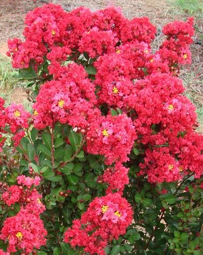 Enduring Summer Red Crapemyrtle