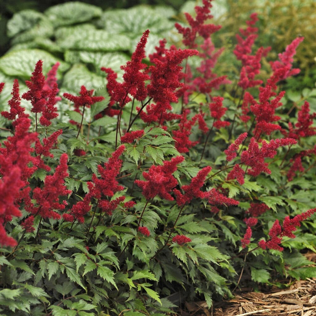 Dark red flowering Astilbe Fanal Perennial Plant for sale near me in Lebanon PA.