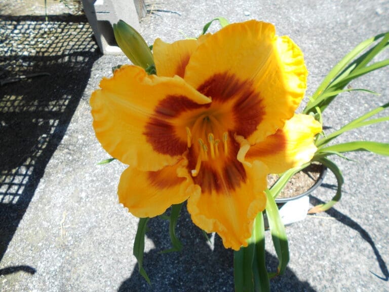 Fooled Me Daylily Plant - Nolt's Garden Center - Lebanon PA