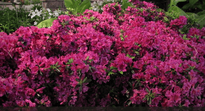 Girard Fuchsia Azalea Plant