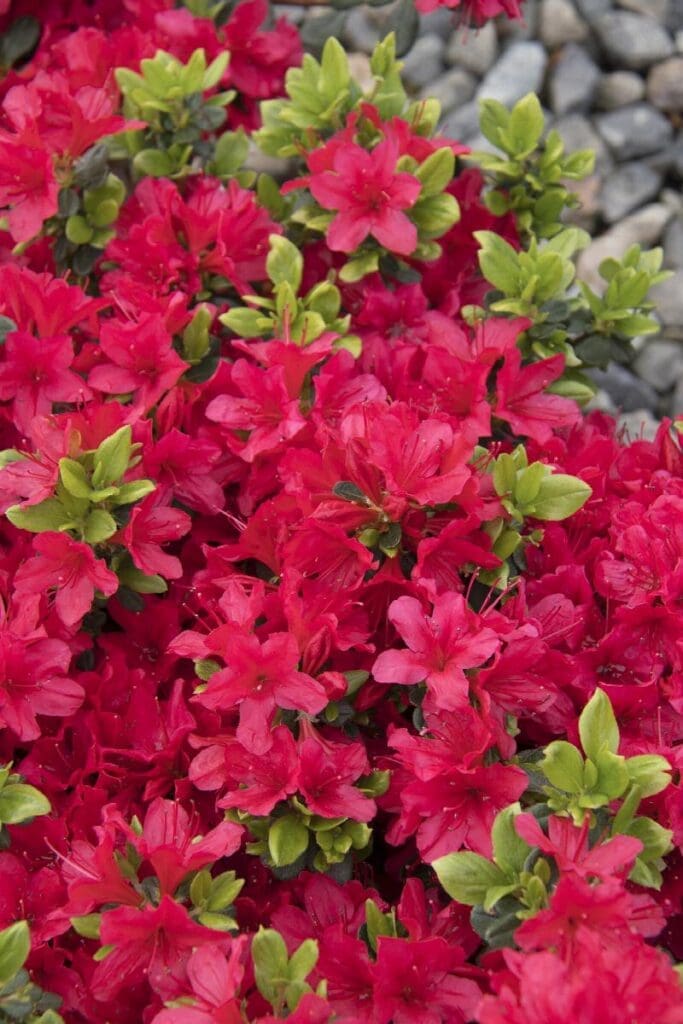 Flowers of a Girard's Crimson Azalea Plant for sale near me in Lebanon PA.