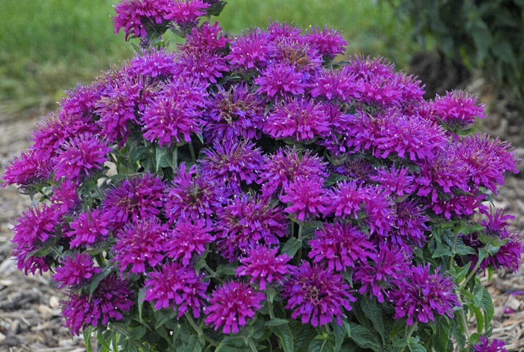 Dwarf purple flowering Bee Balm Grape Gumball Perennial Plants for sale near me in Lebanon PA.