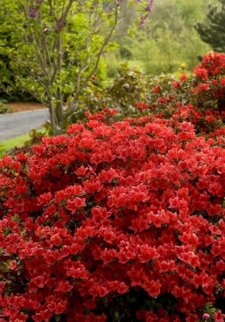 Hot Shot Azalea