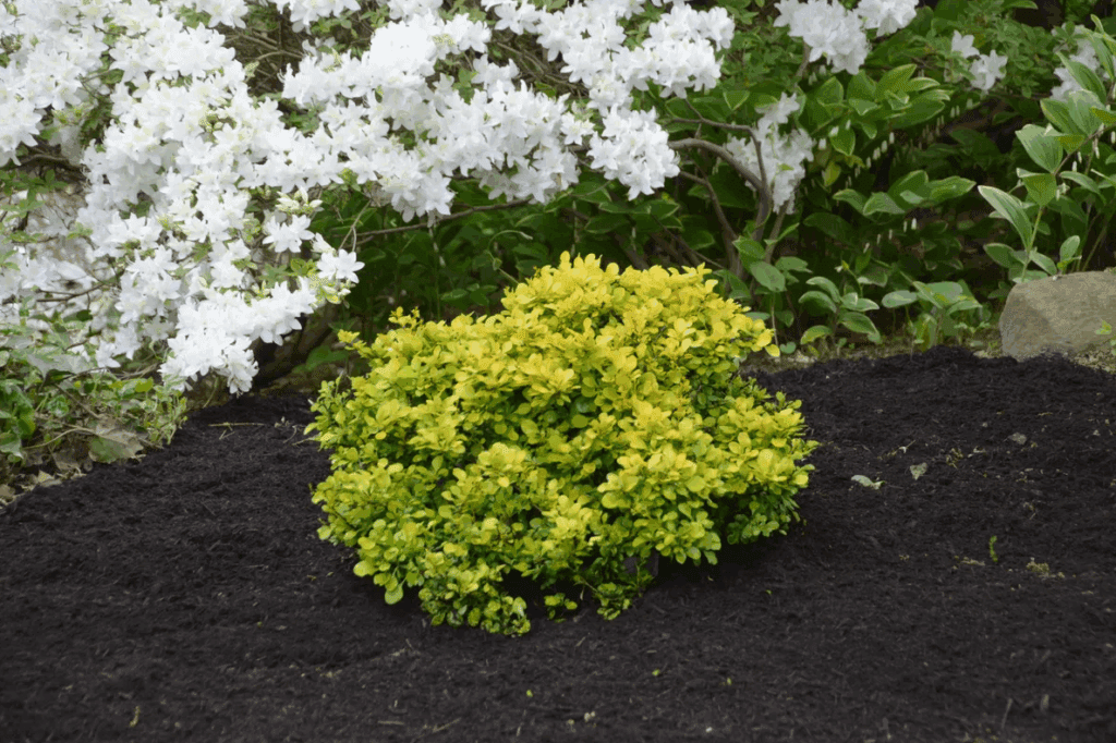 Lemon Glow Dwarf Barberry Plant for sale near me in Lebanon PA.