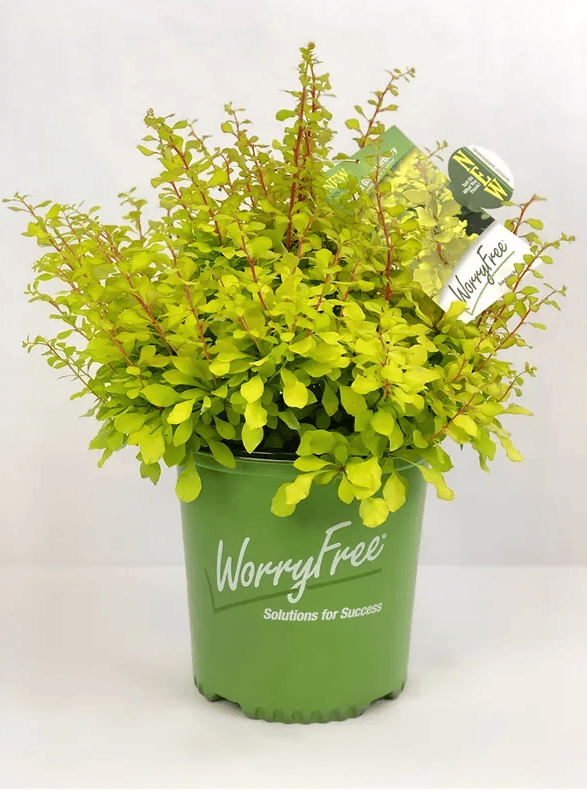 Lemon Glow Barberry Plant