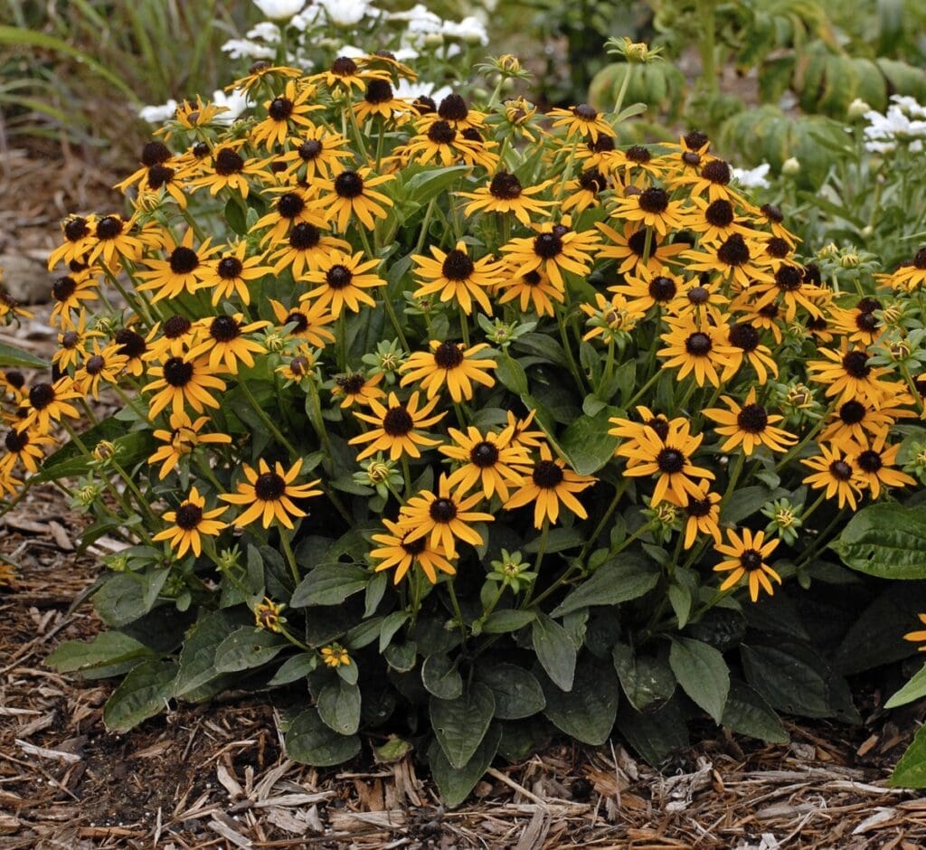 Dwarf golden flowering Rudbeckia Little Goldstar Perennial Plants for sale near me in Lebanon PA.