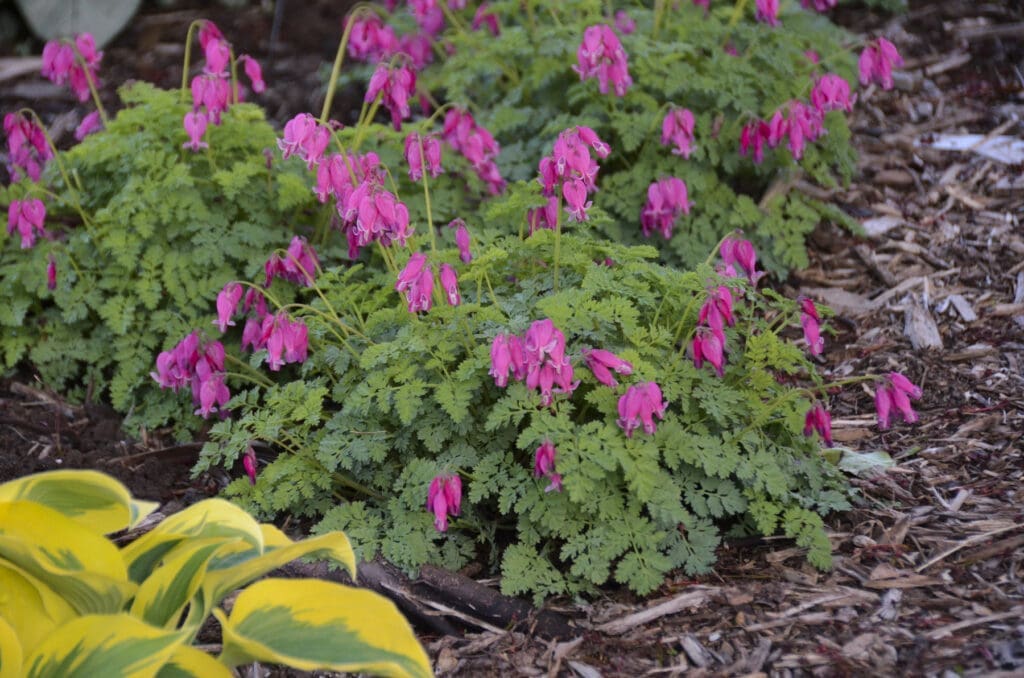 Pink heart-shape flowers of Bleeding Heart Luxuriant Perennial Plants for sale near me in Lebanon PA.
