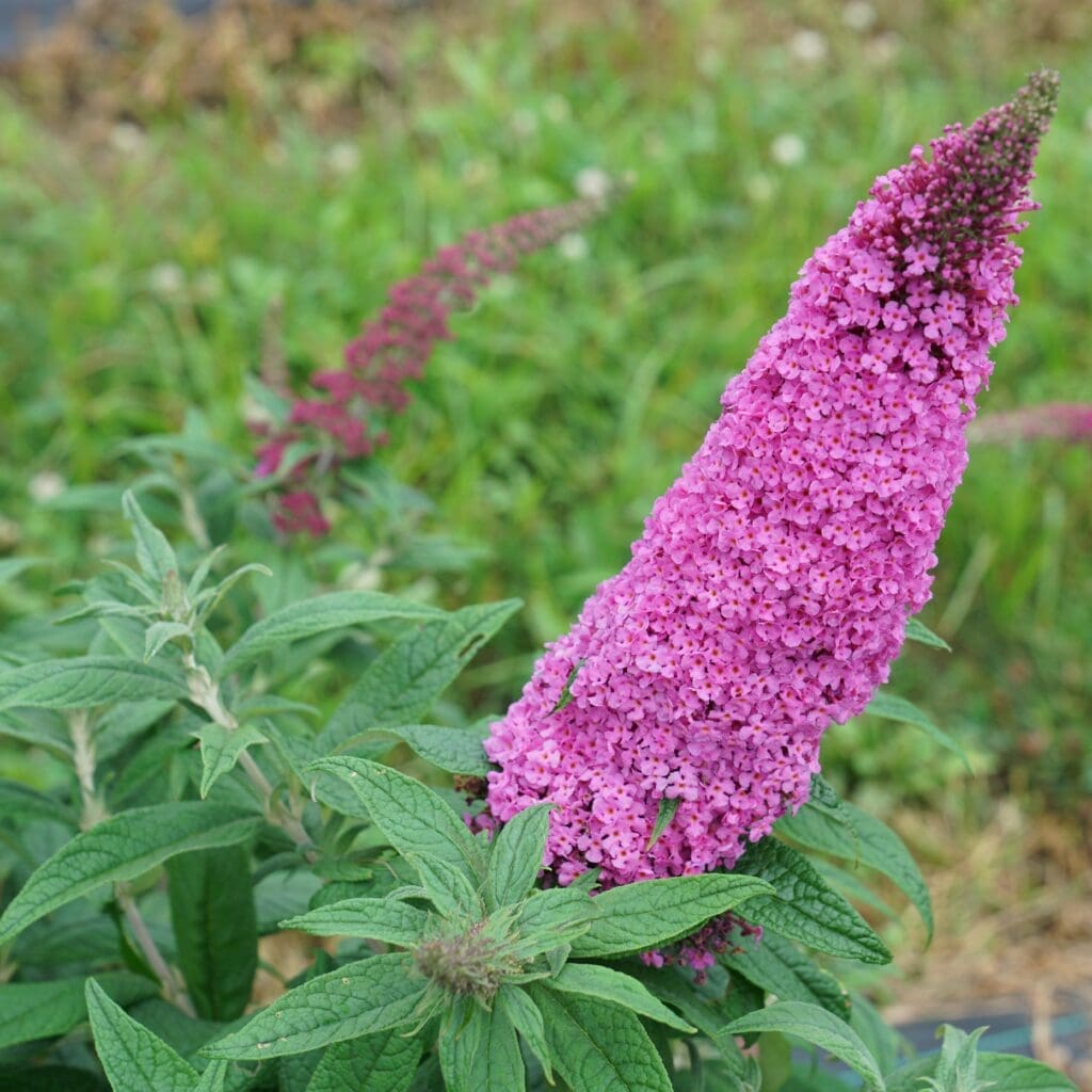 Flowers of a Pugster Pinker Butterfly Plant for sale near me in Lebanon PA.