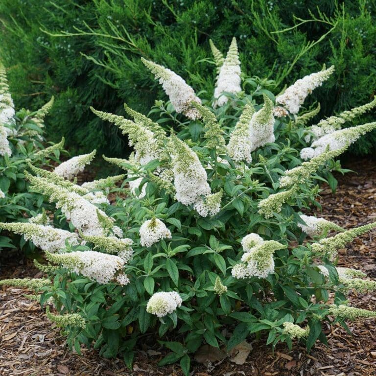 Pugster White Butterfly Bush