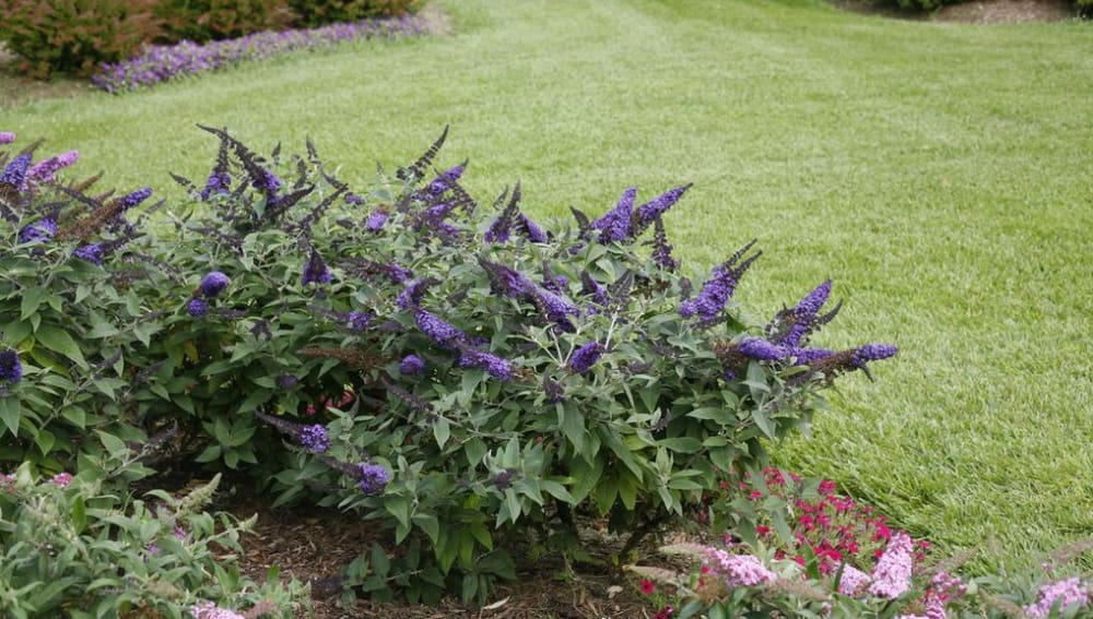 Flowers of a Pugster Blue Butterfly Plant for sale near me in Lebanon PA.