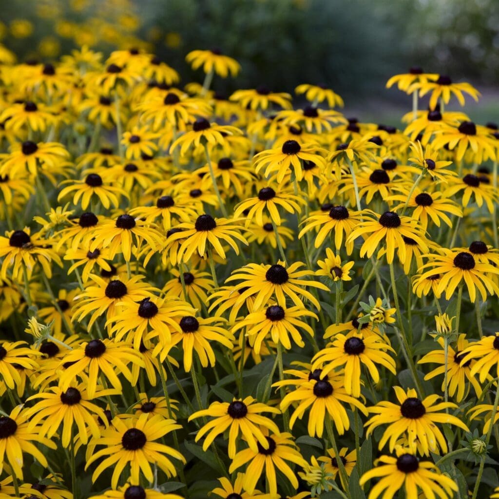 Golden flowering Treasure Trove Rudbeckia Perennial Plants for sale near me in Lebanon PA.