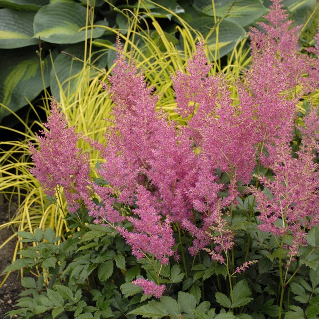 Pink flowering Astilbe Rheinland Perennial Plant for sale near me in Lebanon PA.