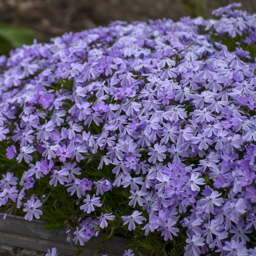 Blue flowers of Spring Dark Blue Creeping Phlox plant for sale in Lebanon PA
