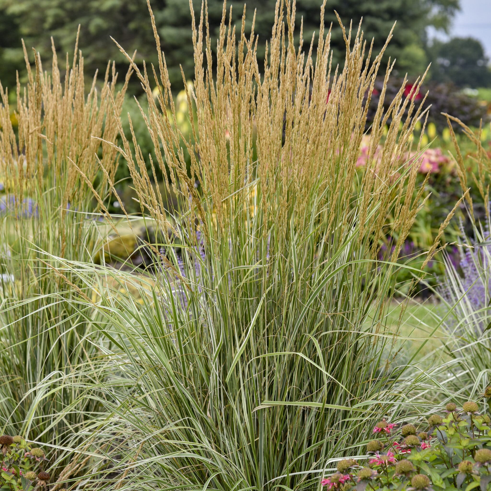 Ornamental Grasses - Nolt's Garden Center & Greenhouse