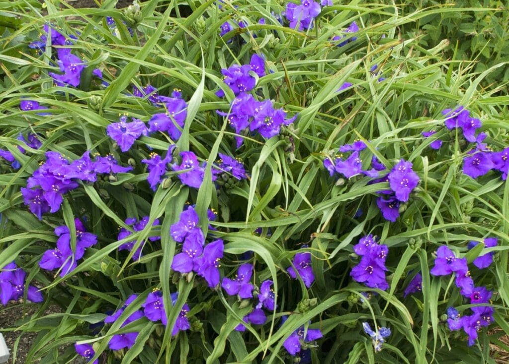 Blue flowers of Tradescantia Concord Grape plant for sale in Lebanon PA