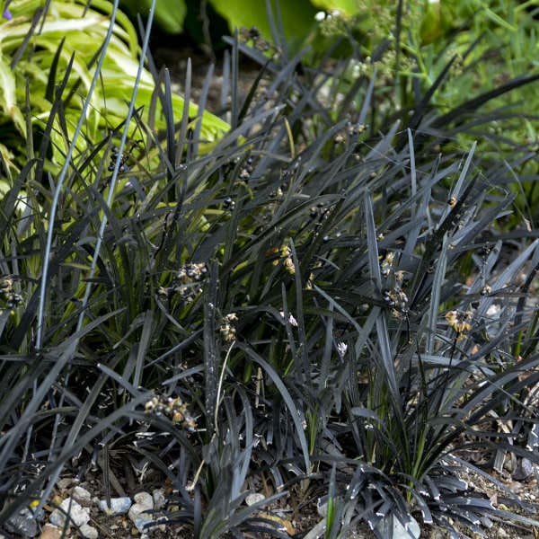 Black Mondo Grass plant for sale in Lebanon PA