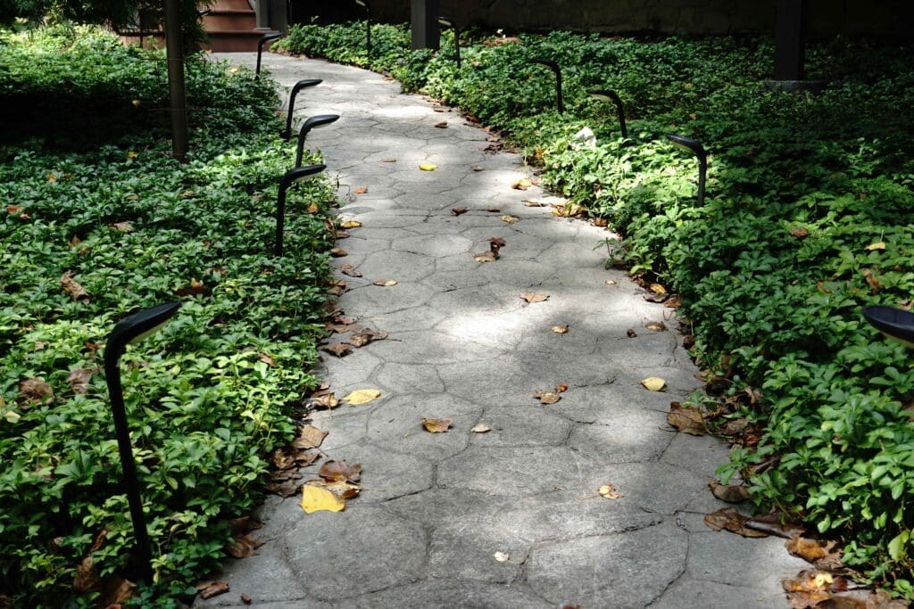 Green foliage of Pachysandra Ground Cover plant for sale in Lebanon PA
