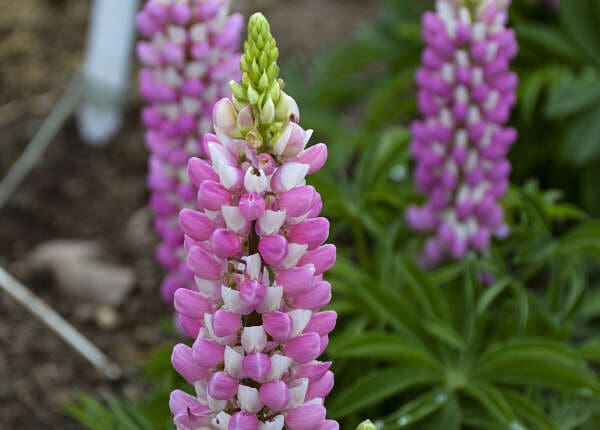 Pink flowers of Lupine Mini Gallery Pink plant for sale in Lebanon PA