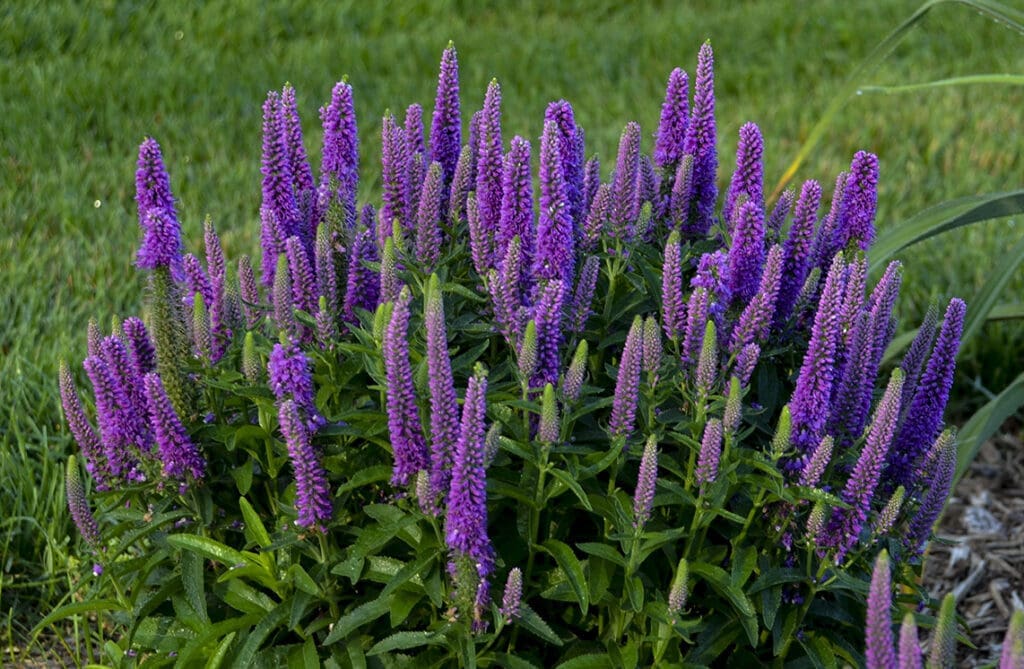 Purple flowers of Purple Illusion Veronica plant for sale in Lebanon PA
