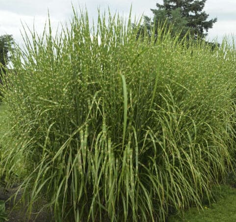 Variegated foliage of Strictus Zebra Grass plant for sale in Lebanon PA