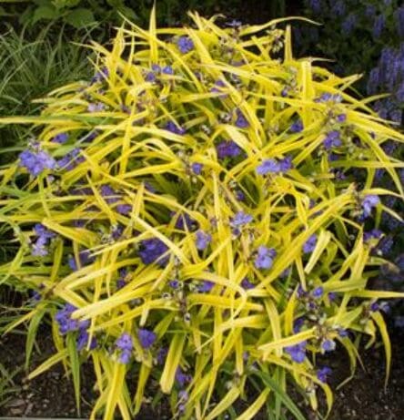 Blue flowers of Tradescantia Sweet Kate plant for sale in Lebanon PA