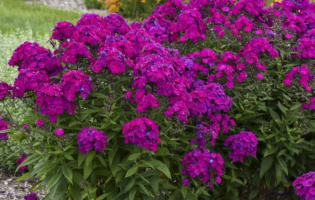 Purple flowers of Ultraviolet Tall Phlox plant for sale in Lebanon PA
