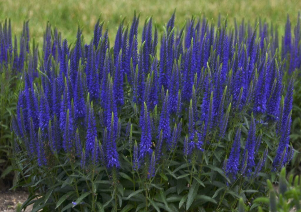 Blue flowers of Wizard of Ahhz Veronica plant for sale in Lebanon PA