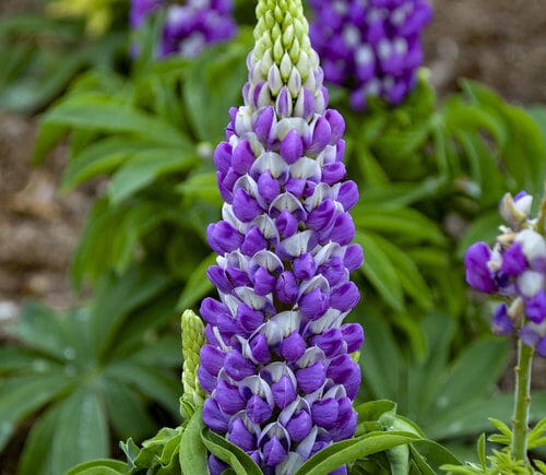 Blue flowers of Lupine Mini Gallery Blue plant for sale in Lebanon PA