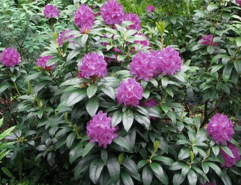 Anah Kruschke Rhododendron - Nolt's Garden Center