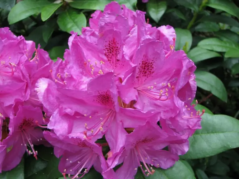 Anah Kruschke Rhododendron - Nolt's Garden Center
