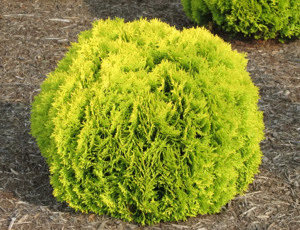Golden foliage of Anna's Magic Ball Arborvitae plant