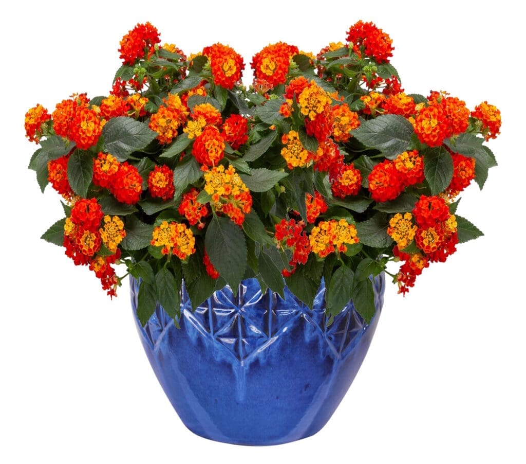 Lantana Bandolista Chilli Red