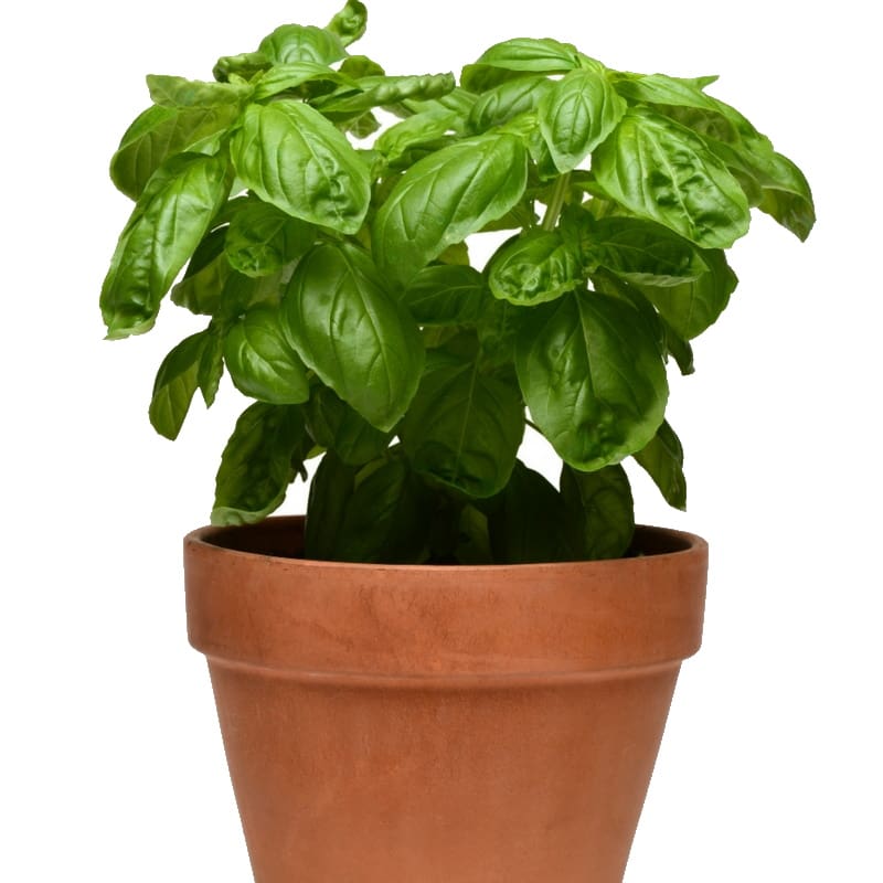 Sweet Basil Plants for sale