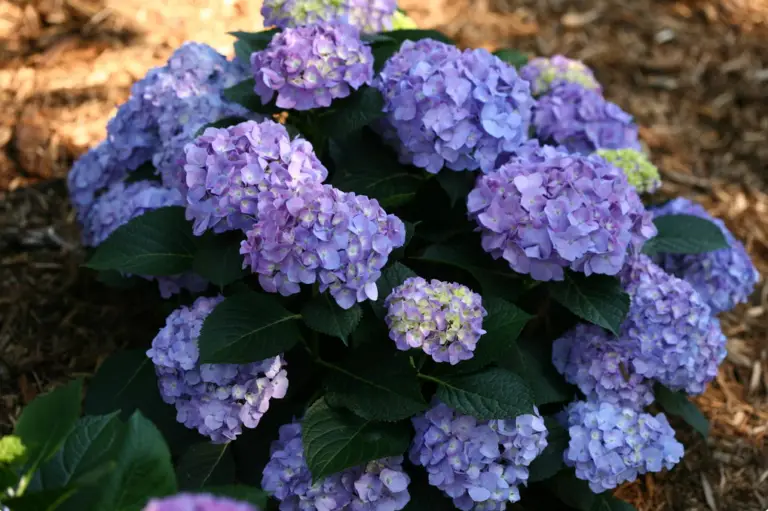 Blue Jangles Hydrangea