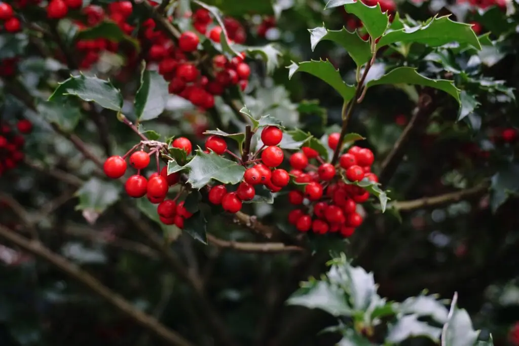 Red Berries of Blue Princess Holly plant